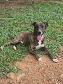 Jerry -  Labrador Retriever and Mixed Breed Dog for Adoption in Danielsville, Georgia - Jerry | PetCurious