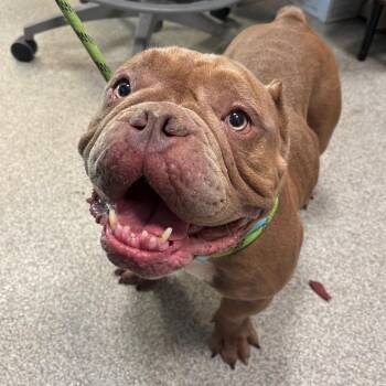 Dottie -  American Bulldog Dog for Adoption in Englewood, Florida - Dottie | PetCurious