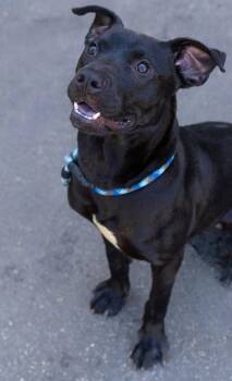 Lewis -  Mixed Breed Dog Available for Adoption in Durham, North Carolina - Lewis | PetCurious