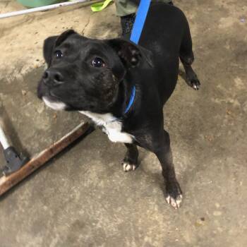 Rescue Black Labrador Retriever Dogs for Adoption in Clanton, Alabama - Stars | PetCurious