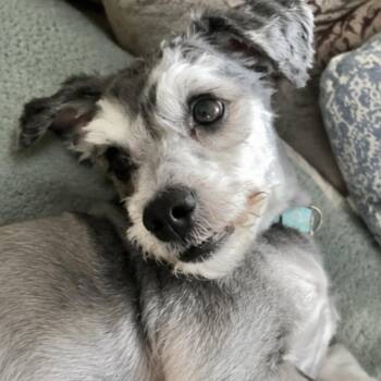 Flynn Rider -  Miniature Schnauzer and Poodle Dog for Adoption in Mount Prospect, Illinois - Flynn Rider | PetCurious