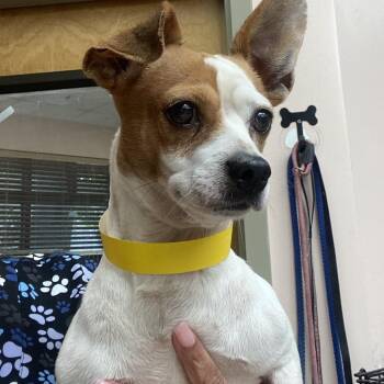 Diego -  Jack Russell Terrier and Chihuahua Dog for Adoption in Columbus, Georgia - Diego | PetCurious