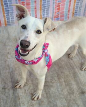 Shepherd Dogs Available for Adoption - Lainey | PetCurious