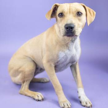 Lilly -  Mixed Breed Dog for Adoption in Portland, Oregon - Lilly | PetCurious