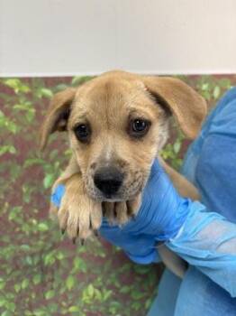 Shepherd and Mixed Breed Dogs Available for Adoption in San Antonio, Texas - Stacy | PetCurious