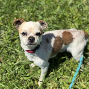 Lobo -  Chihuahua Dog for Adoption in Goleta, California - Lobo | PetCurious