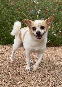 Annie -  Chihuahua Dog for Adoption in Helotes, Texas - Annie | PetCurious