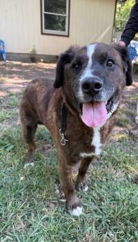 Rescue Saint Bernard Dogs for Adoption in Kingston, New York - Groot | PetCurious