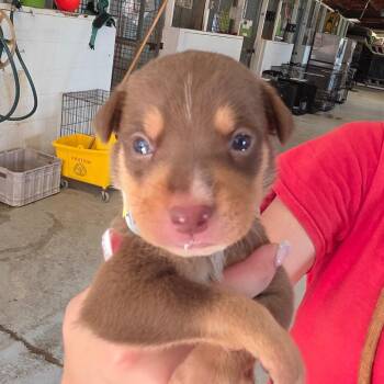Lyric -  Mixed Breed Dog for Adoption in Leander, Texas - Lyric | PetCurious