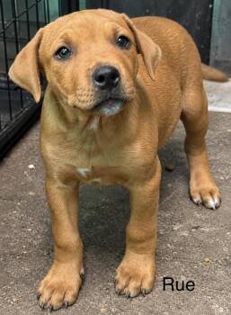Rue (Seven Wonders 2026) -  Pit Bull Terrier and Mixed Breed Dog for Adoption - Rue (Seven Wonders 2026) | PetCurious