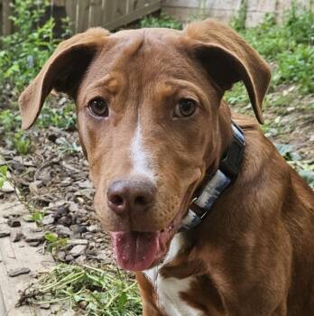 Rescue Hound Dogs for Adoption in Washington, District Of Columbia - Clifford | PetCurious