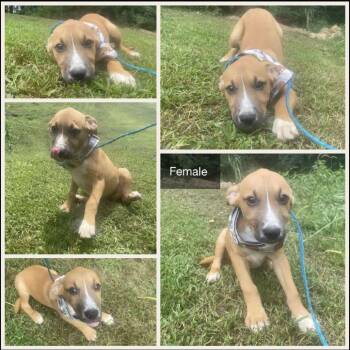 Rescue Mixed Breed Dogs for Adoption in Enfield, New Hampshire - Nora | PetCurious