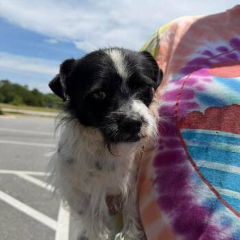 Terrier and Mixed Breed Dogs Available for Adoption in Rockville, Maryland - Frankie | PetCurious