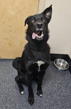 Rescue Shepherd and Border Collie Dogs for Adoption in Roseville, California - Moose | PetCurious