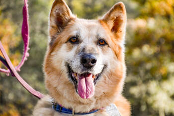 Rescue German Shepherd Dog and Eskimo Dog Dogs for Adoption in Shingle Springs, California - Ellie | PetCurious