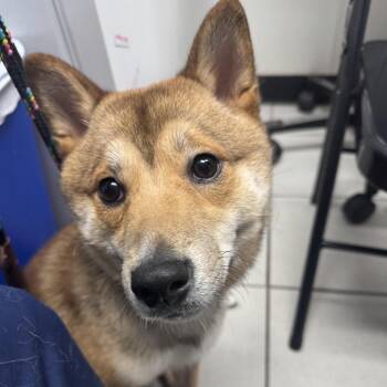 Shiba Inu Dogs Available for Adoption - Rocky | PetCurious