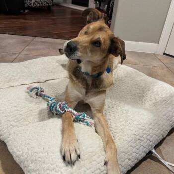 Uno Bruno Sweet Gentle Shepherd -  German Shepherd Dog and Great Pyrenees Dog for Adoption in Friendswood, Texas - Uno Bruno Sweet Gentle Shepherd | PetCurious