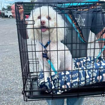 Poodle Dogs Available for Adoption in New Orleans, Louisiana - Bishop (Benefactor Dog) | PetCurious