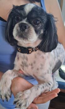 Cheuy -  Shih Tzu Dog for Adoption in Deming, New Mexico - Cheuy | PetCurious