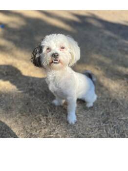 Shih Tzu Dogs Available for Adoption - Abbie | PetCurious