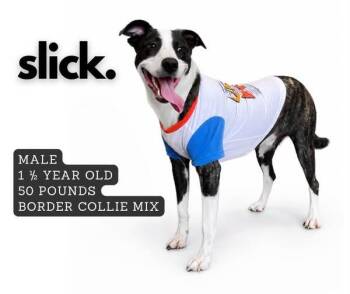 Slick -  Mixed Breed Dog for Adoption in Ashland, Kentucky - Slick | PetCurious