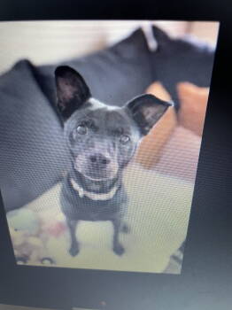 Rescue Chow Chow Dogs for Adoption in Stratham, New Hampshire - Shelby | PetCurious