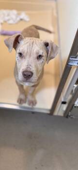 Bulldog Dogs Available for Adoption in Pawleys Island, South Carolina - Leo | PetCurious