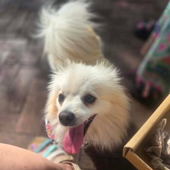 Pomeranian Dogs Available for Adoption in Savannah, Georgia - Loretta | PetCurious