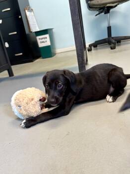 Puppies -  German Shorthaired Pointer and Hound Dog for Adoption in Big Rapids, Michigan - Puppies | PetCurious