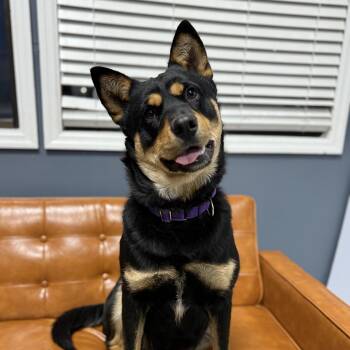 Rottweiler Dogs Available for Adoption - Mona | PetCurious