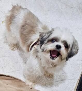 LORI ANN -  Shih Tzu Dog for Adoption in Media, Pennsylvania - LORI ANN | PetCurious