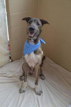 Greyhound Dogs Available for Adoption in Mckinney, Texas - Maynard | PetCurious