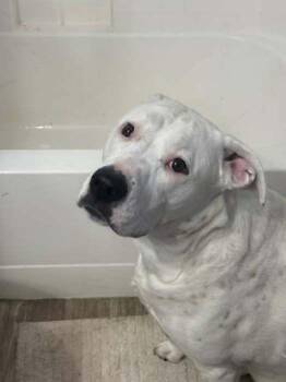 American Staffordshire Terrier Dogs Available for Adoption in Boise, Idaho - Honeybee | PetCurious