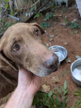 Rescue Chocolate Labrador Retriever Dogs for Adoption in Chattanooga, Tennessee - Hazel | PetCurious
