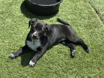 Mixed Breed Dogs Available for Adoption in Kenosha, Wisconsin - Annie | PetCurious