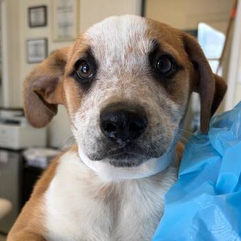 Cattle Dog and Mixed Breed Dogs Available for Adoption in Nashville, Tennessee - Tytus | PetCurious