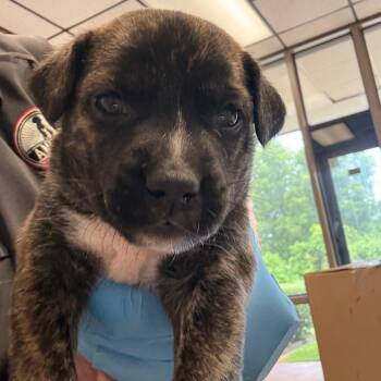 Lana -  Retriever Dog Available for Adoption in Birmingham, Alabama - Lana | PetCurious