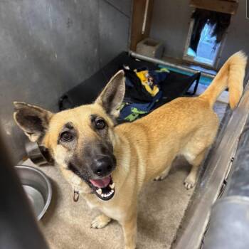Demi - Overlooked Shepard Mix Still in Need of Home -  German Shepherd Dog Dog for Adoption in Kirkland, Washington - Demi - Overlooked Shepard Mix Still In Need Of Home | PetCurious