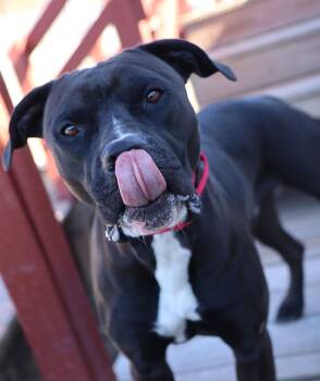 Rescue Boxer and Labrador Retriever Dogs for Adoption in Kansas City, Kansas - Diesel (AO35245) | PetCurious