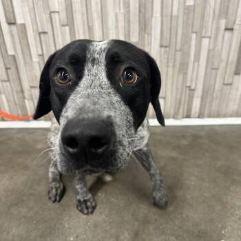 Pointer and Mixed Breed Dogs Available for Adoption in Tampa, Florida - Larry | PetCurious