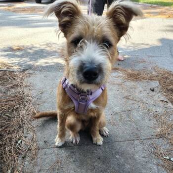 Benji Hamliton -  Mixed Breed Dog for Adoption in Savannah, Georgia - Benji Hamliton | PetCurious