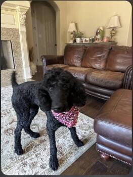 Standard Poodle Dogs Available for Adoption - Bijou | PetCurious