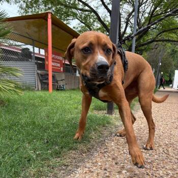 Pit Bull Terrier and Bloodhound Dogs Available for Adoption in Austin, Texas - Rusty | PetCurious