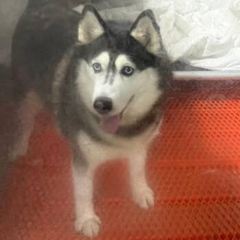 Husky Dogs Available for Adoption in West Chester, Pennsylvania - Vixen | PetCurious