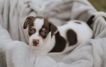 Anne -  Chihuahua and Rat Terrier Dog for Adoption in Humble, Texas - Anne | PetCurious
