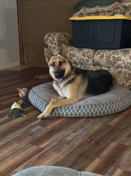 Echo -  German Shepherd Dog Dog for Adoption in Dysart, Iowa - Echo | PetCurious