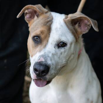Rescue Cattle Dog and Mixed Breed Dogs for Adoption in Memphis, Tennessee - MATILDA-30259 | PetCurious