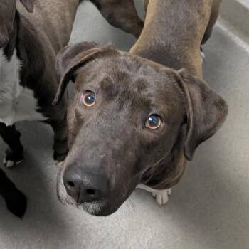 Labrador Retriever Dogs Available for Adoption - Chunky | PetCurious