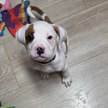 Mustang -  Boxer and Pit Bull Terrier Dog for Adoption in Wyandotte, Michigan - Mustang | PetCurious
