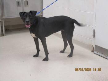 Bella(853) -  Labrador Retriever Dog for Adoption in Marietta, Georgia - Bella(853) | PetCurious